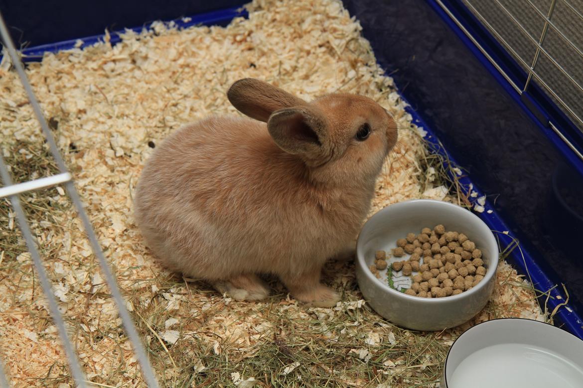 Kanin Mali billede 4