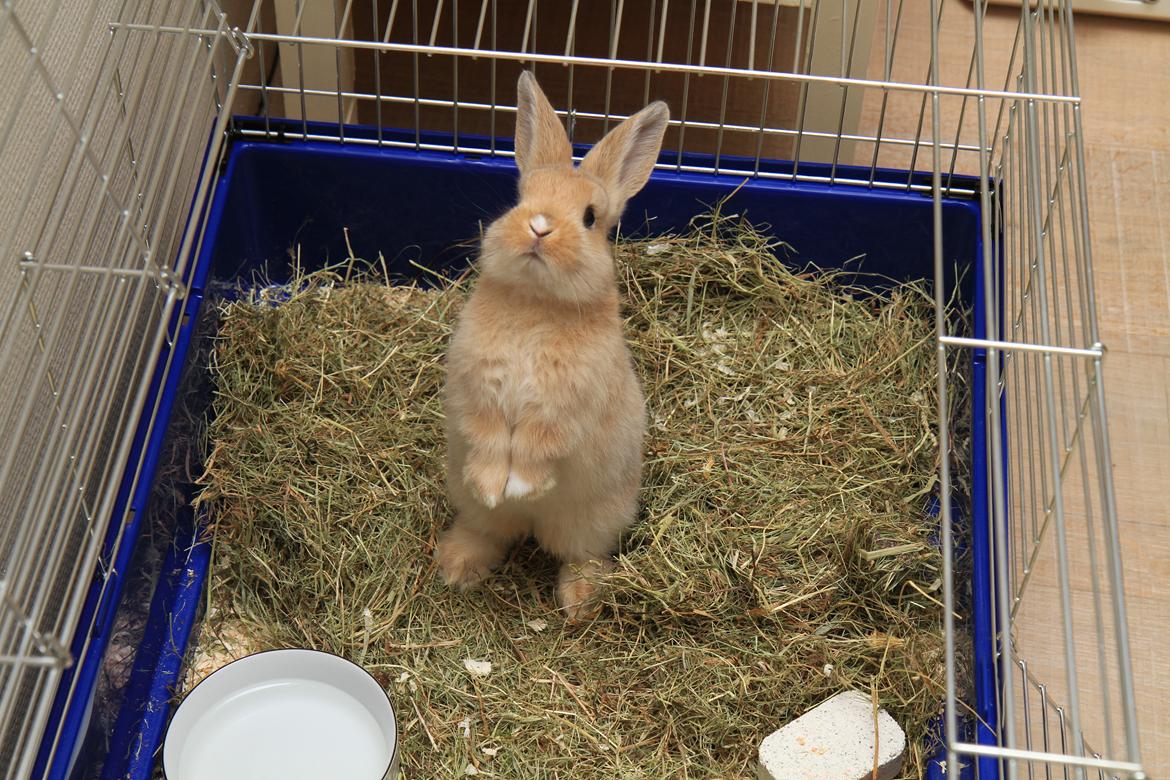 Kanin Mali billede 5