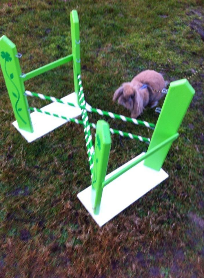 Kanin Jordbærgårdens Exotic Kaki - Kaki til træning billede 6