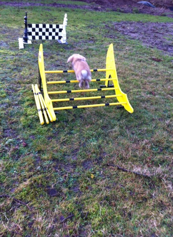 Kanin Jordbærgårdens Exotic Kaki - Kaki kan hoppe langt<3 billede 7