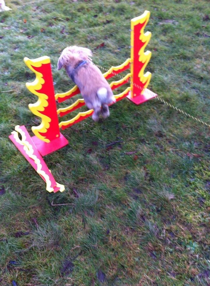 Kanin Jordbærgårdens Exotic Kaki - Kaki hopper flamme spring:-D billede 8