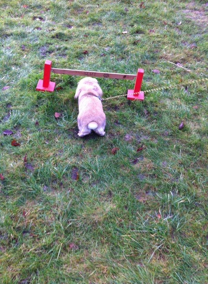 Kanin Jordbærgårdens Exotic Kaki - Slut spring billede 19