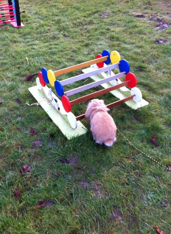 Kanin Jordbærgårdens Exotic Kaki - Han skal hoppe langt<3 billede 9