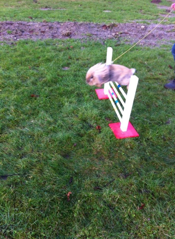 Kanin Jordbærgårdens Exotic Kaki - Han er dygtig<3<3 billede 12