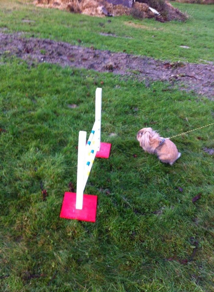 Kanin Jordbærgårdens Exotic Kaki billede 11