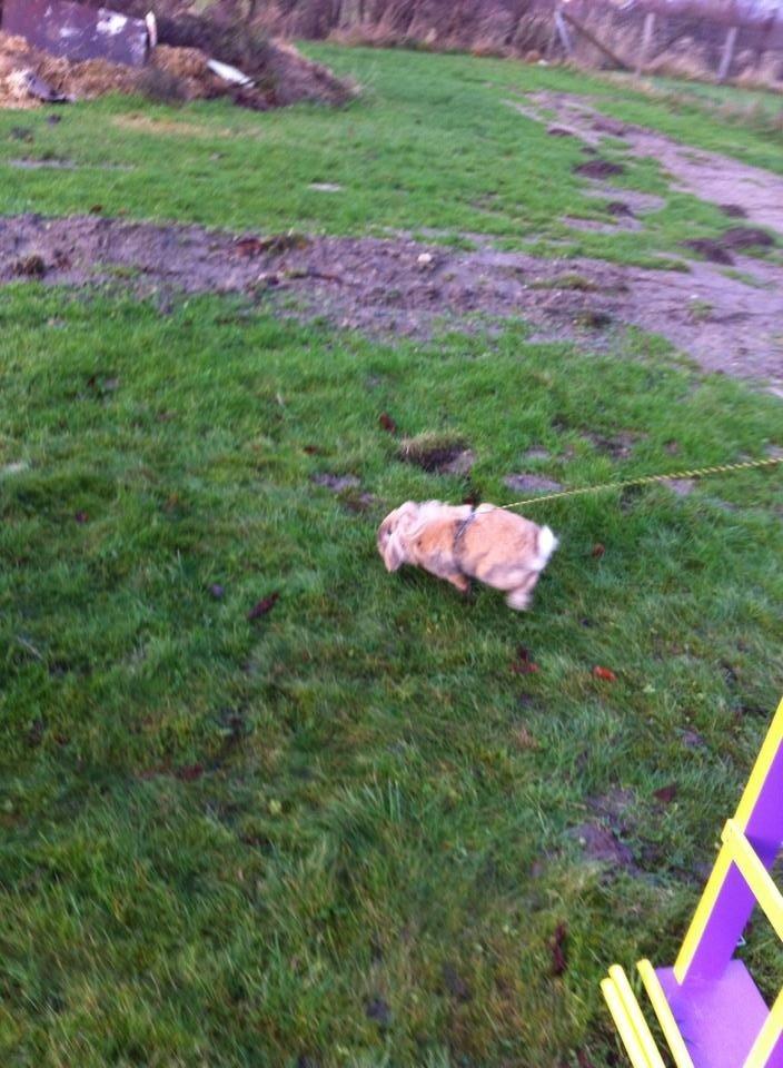 Kanin Jordbærgårdens Exotic Kaki - Kaki på trænings banen<3 billede 13