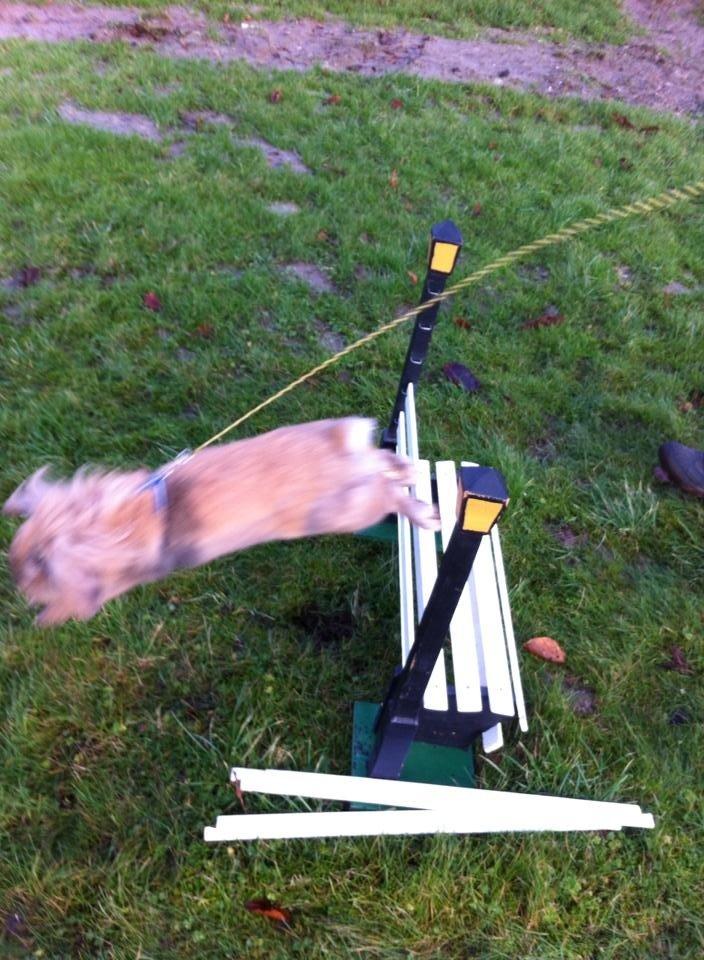 Kanin Jordbærgårdens Exotic Kaki - Bænk<3 billede 14