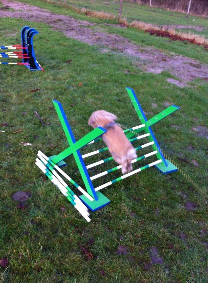 Kanin Jordbærgårdens Exotic Kaki - Dygtig<3<3 billede 15