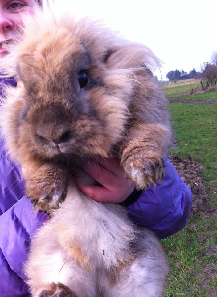 Kanin Jordbærgårdens Exotic Kaki - Kaki<3<3 billede 21