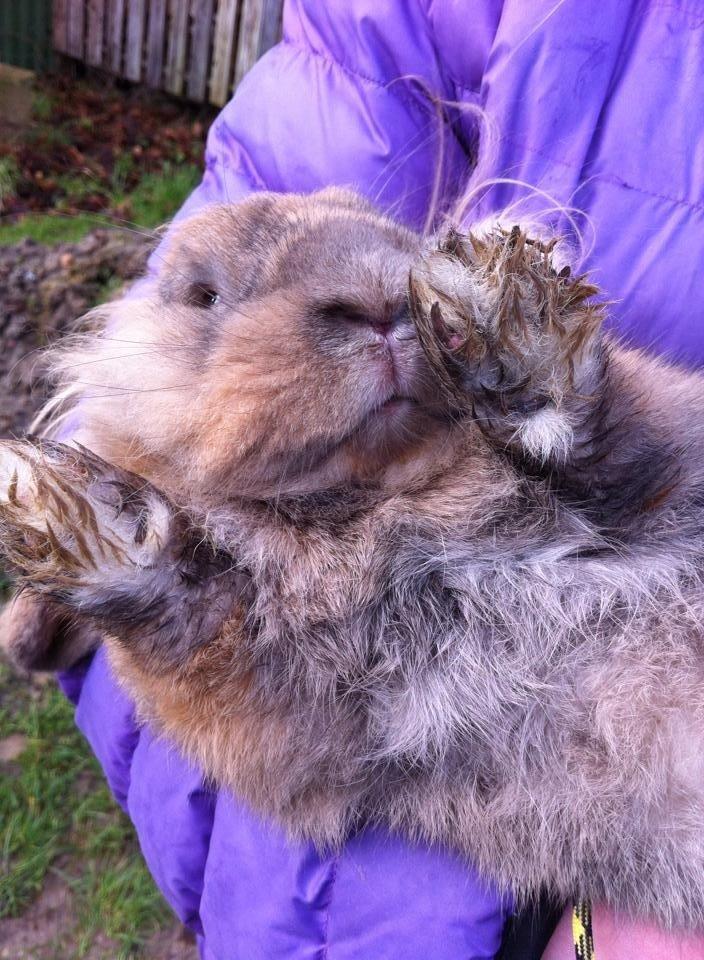 Kanin Jordbærgårdens Exotic Kaki - Han var så dygtig til at hoppe<3<3<3<3<3 billede 22