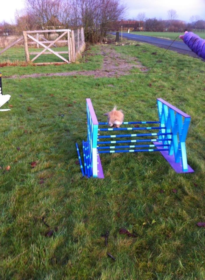 Kanin Jordbærgårdens Exotic Kaki - Han er dygtig til høje og lange spring<3<3 billede 18