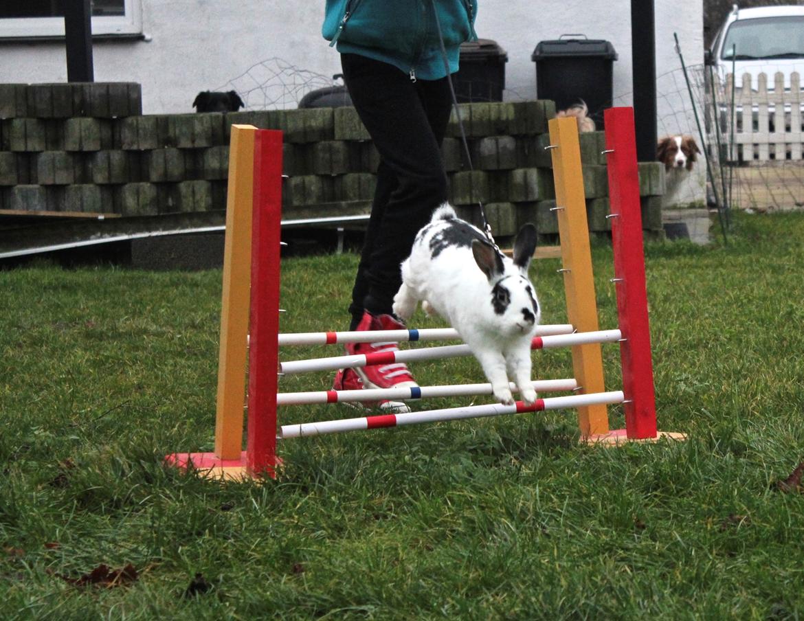 Kanin Dandelions Magnificent "Nuller" billede 12