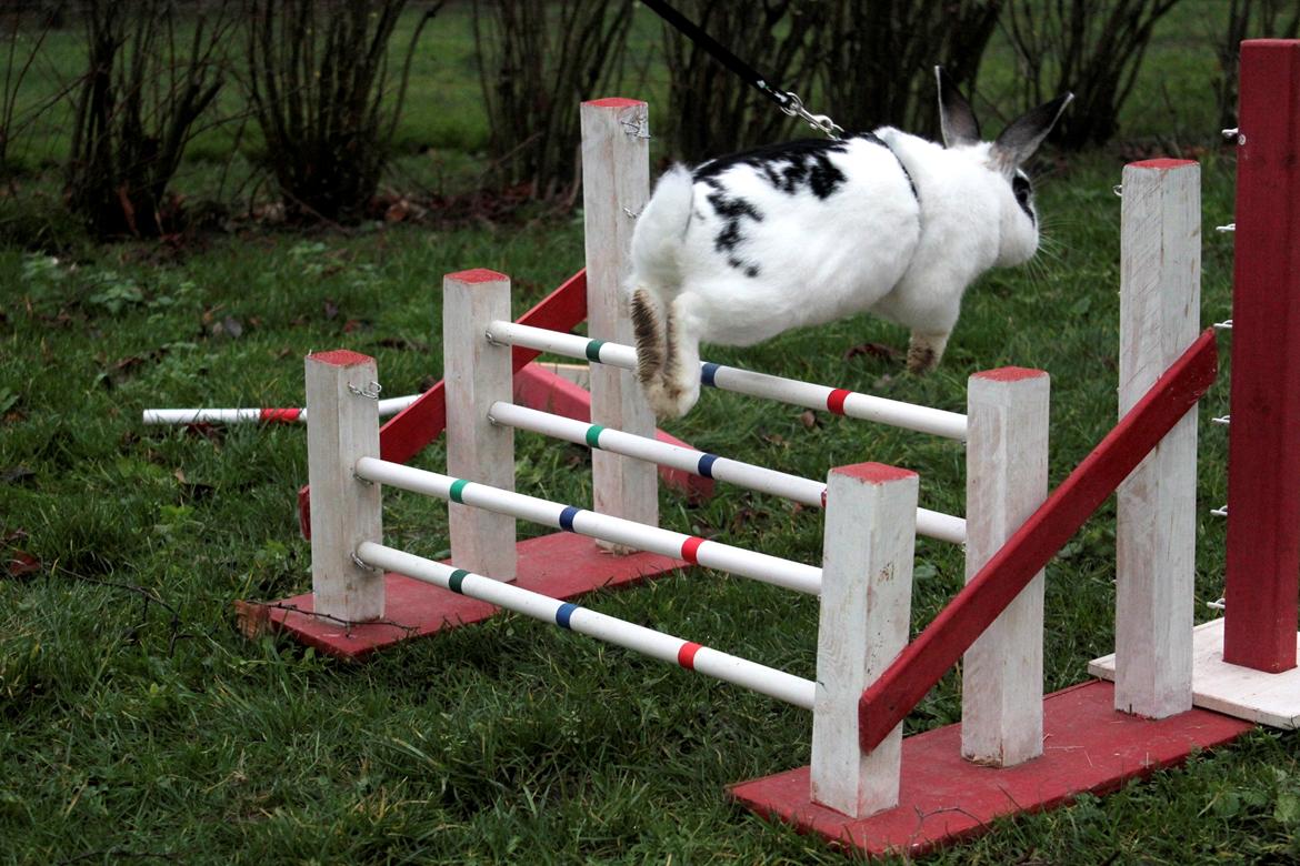 Kanin Dandelions Magnificent "Nuller" billede 8