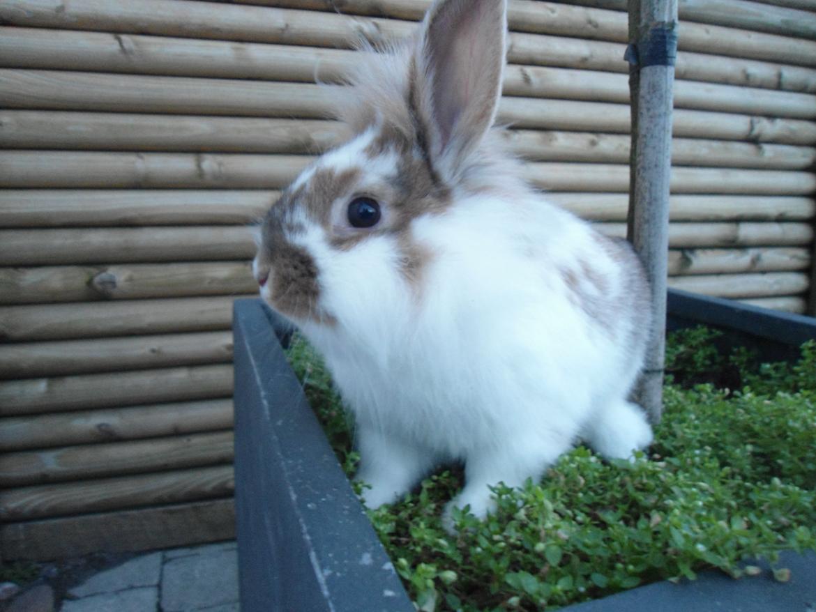 Kanin Bambi billede 1