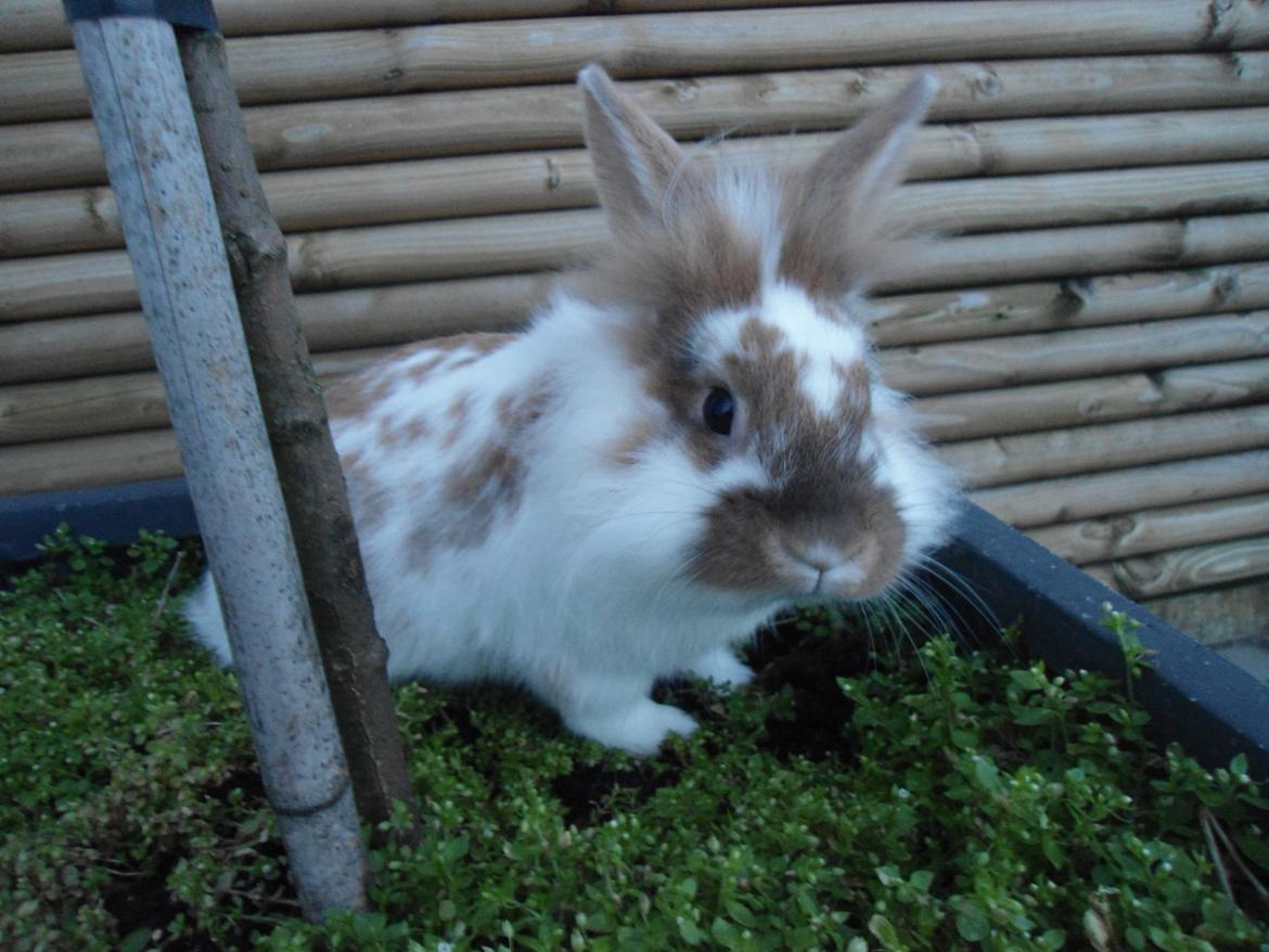 Kanin Bambi billede 2