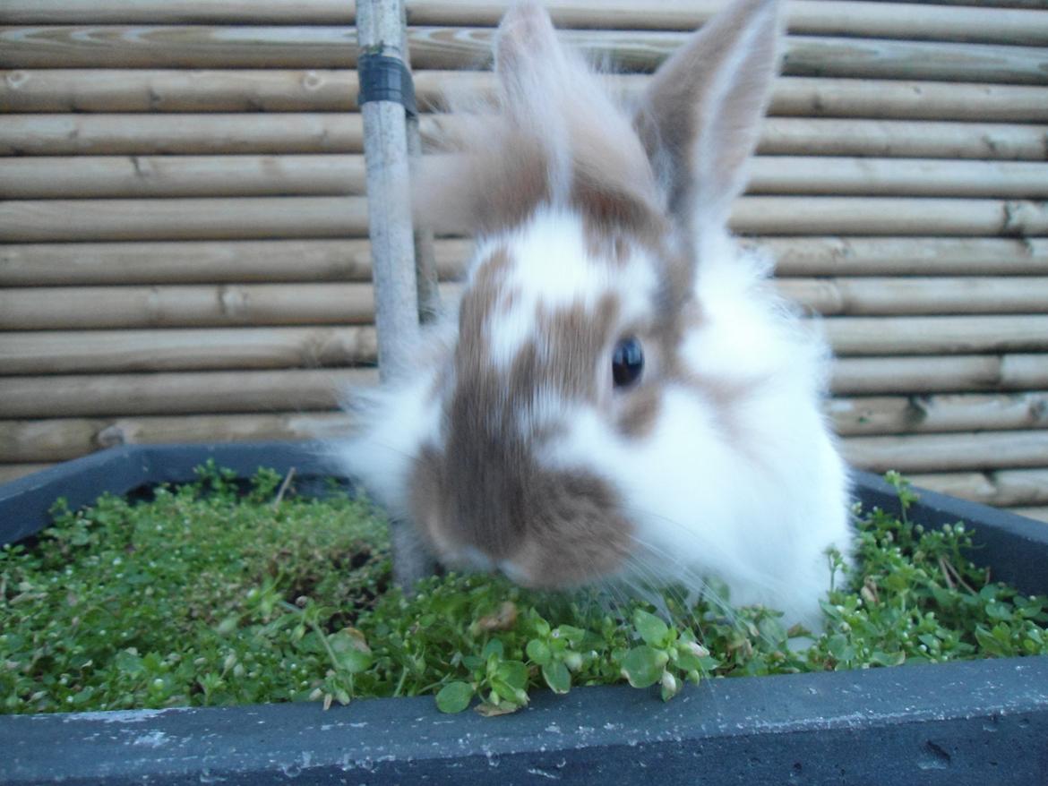 Kanin Bambi billede 3