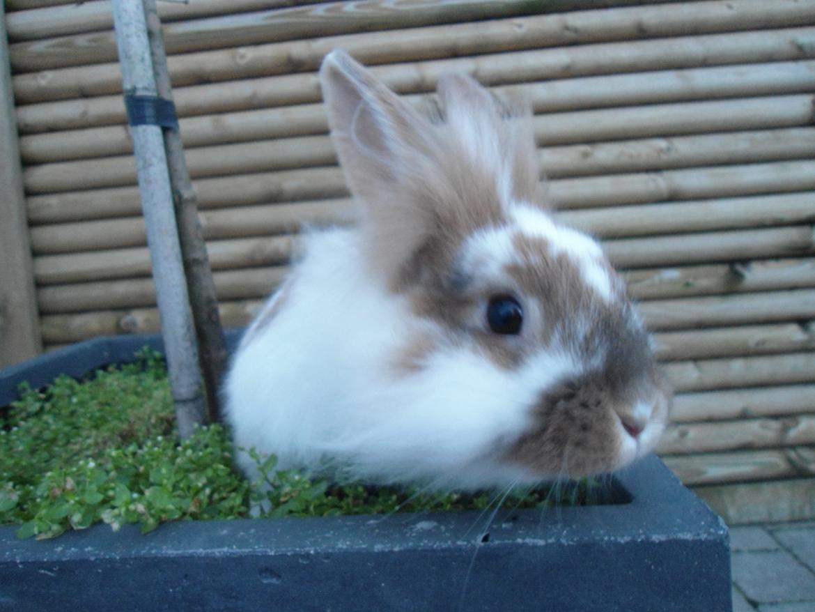 Kanin Bambi billede 4