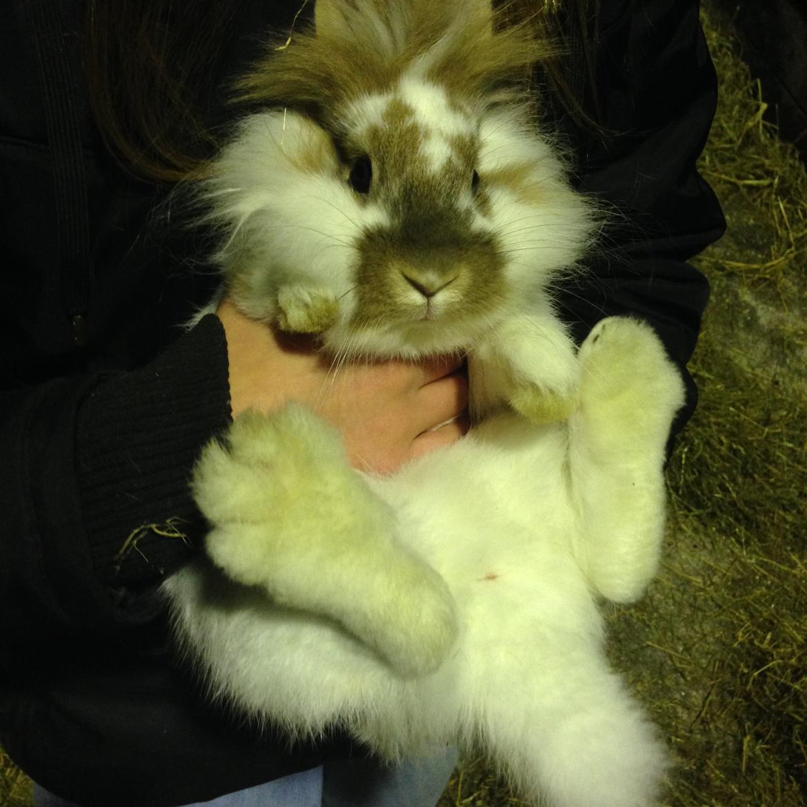 Kanin Bambi billede 5