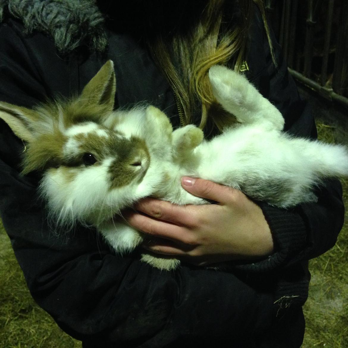 Kanin Bambi billede 6