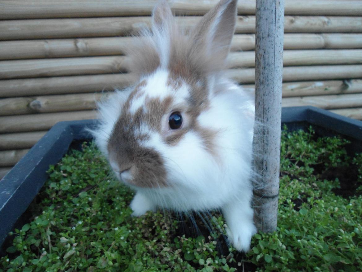 Kanin Bambi billede 8