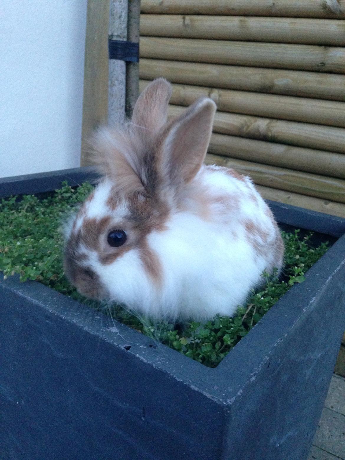 Kanin Bambi billede 9