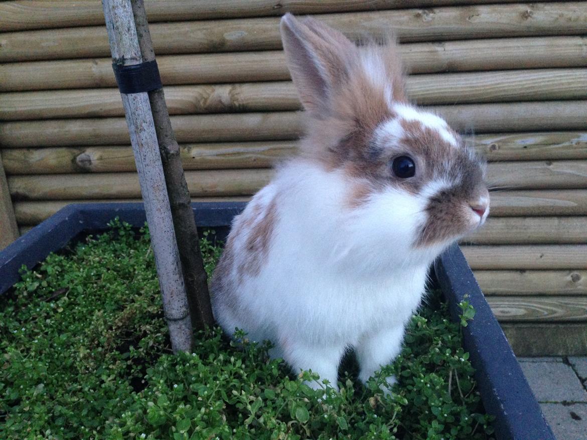 Kanin Bambi billede 10