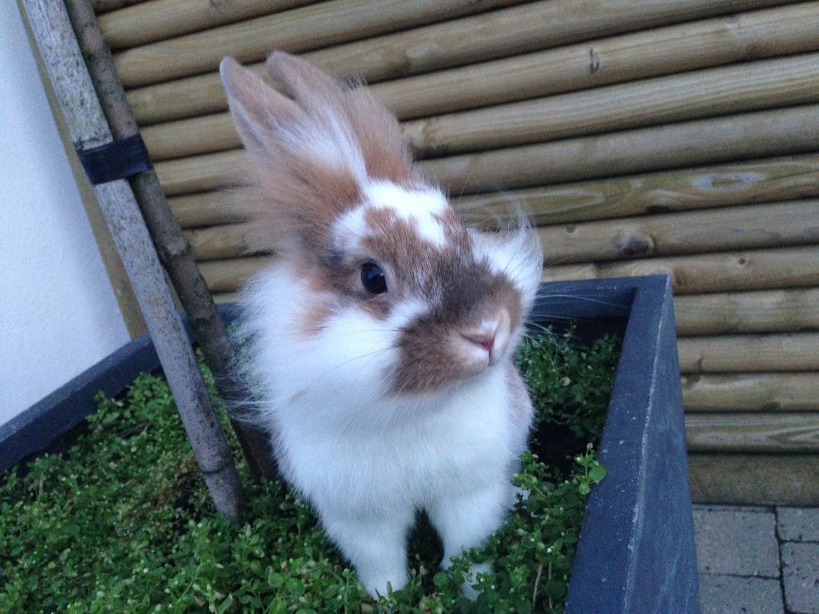 Kanin Bambi billede 11