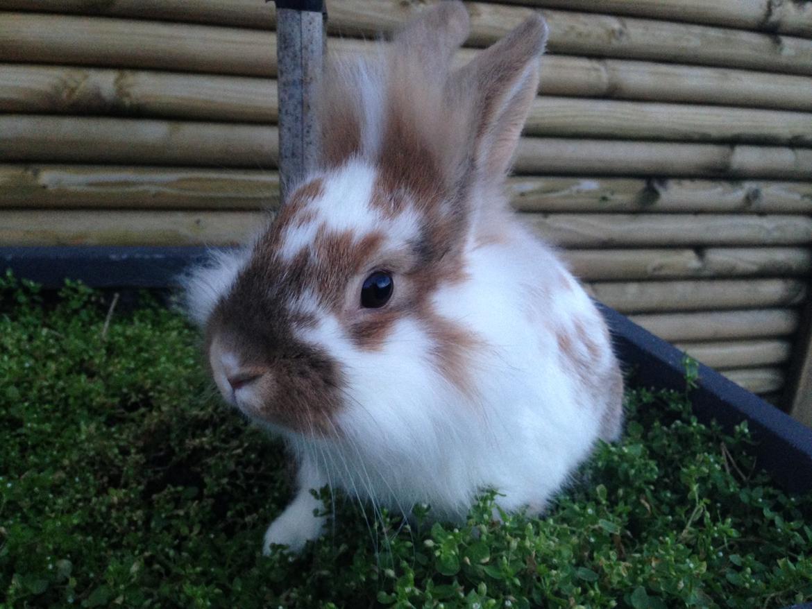 Kanin Bambi billede 12