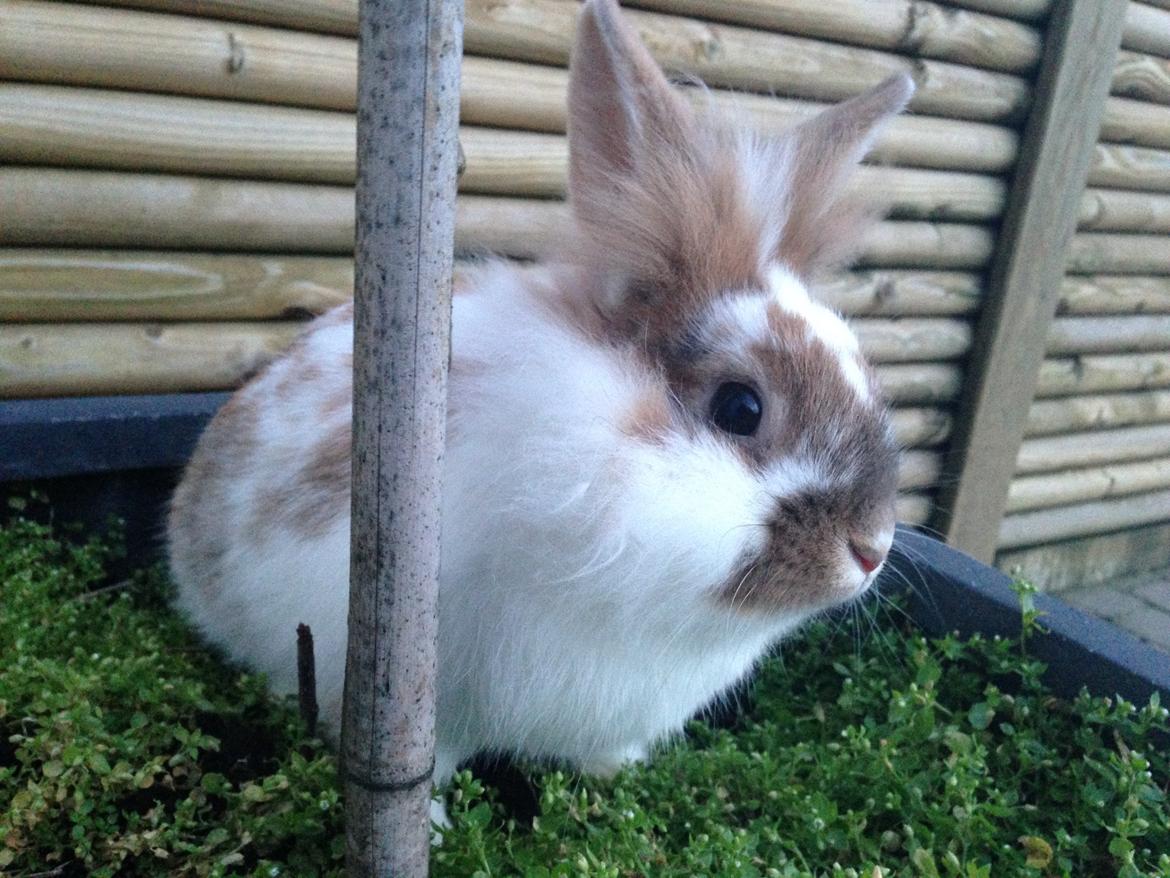 Kanin Bambi billede 13