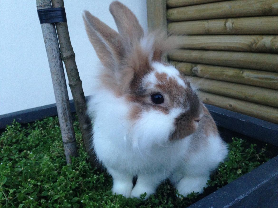 Kanin Bambi billede 14