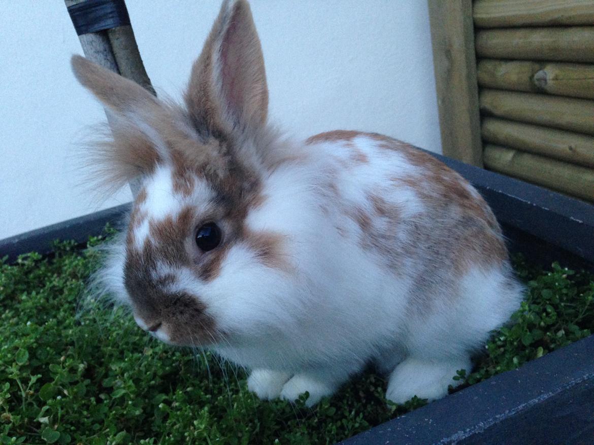 Kanin Bambi billede 15