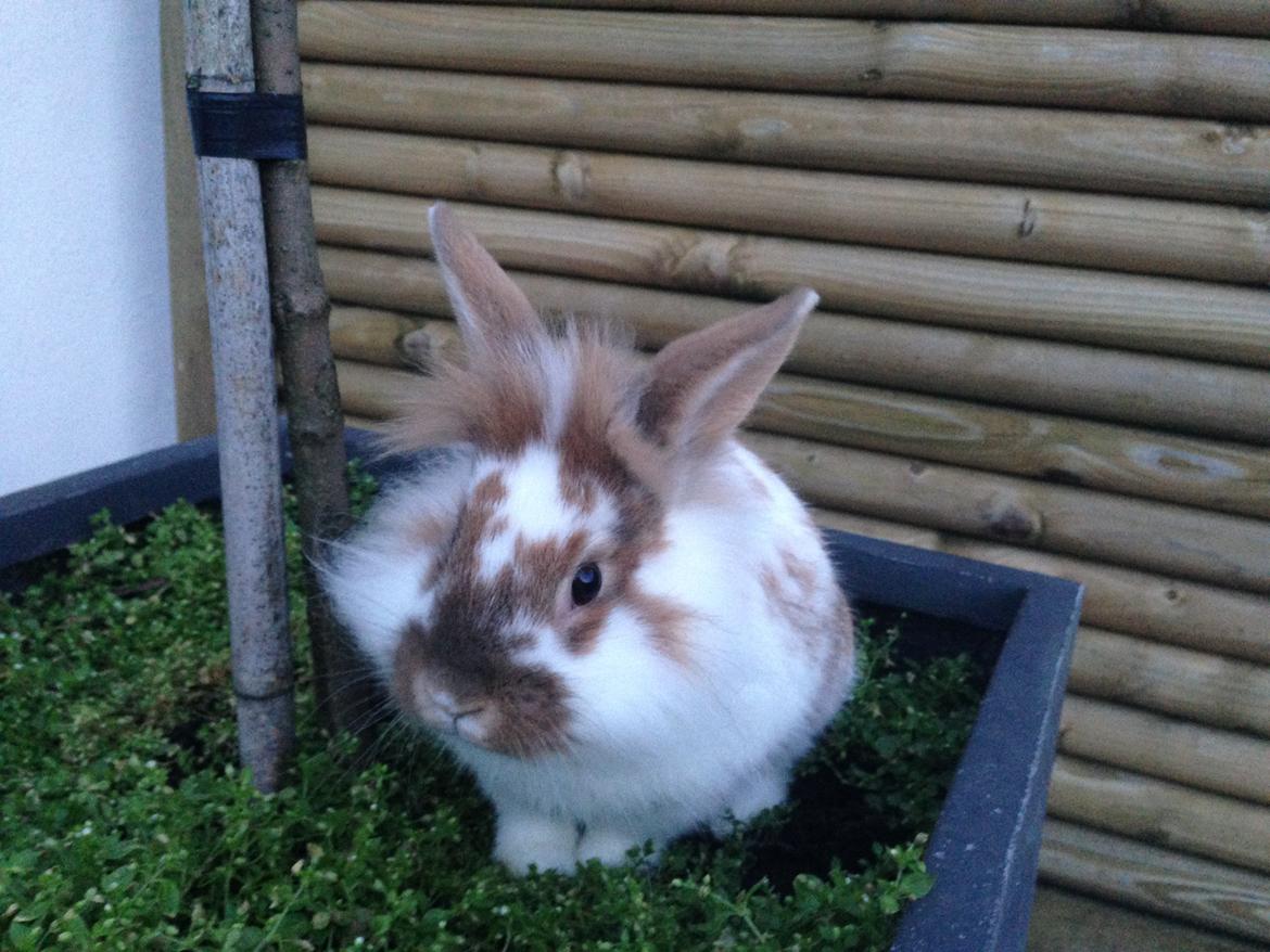 Kanin Bambi billede 16