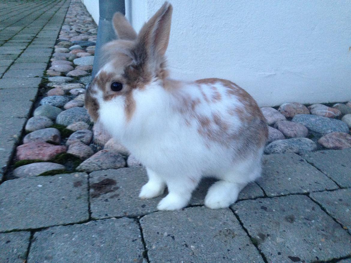 Kanin Bambi billede 17