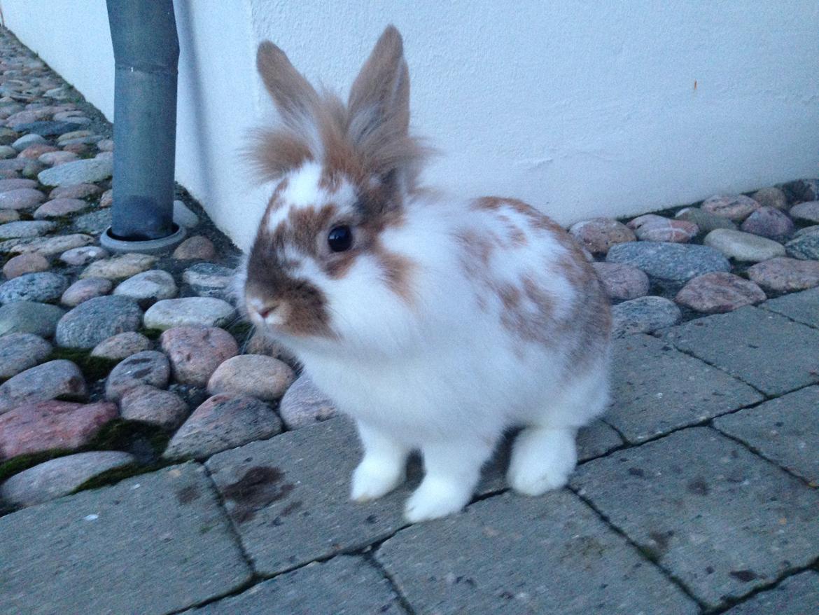 Kanin Bambi billede 18