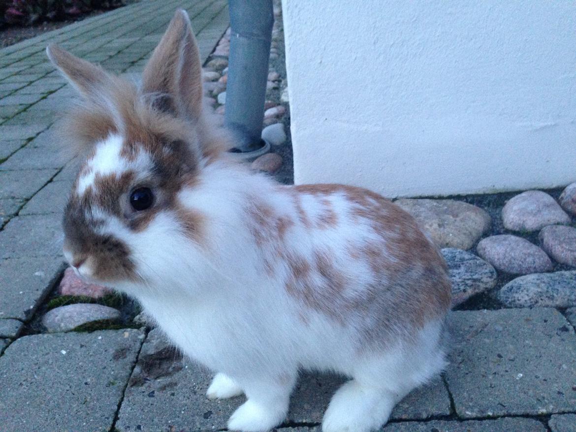 Kanin Bambi billede 19