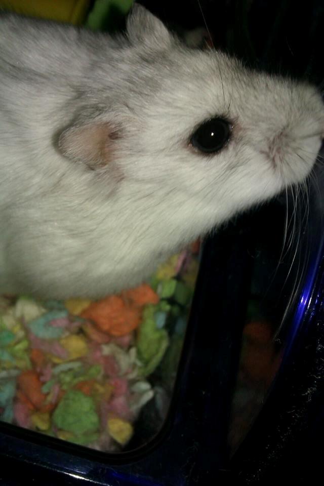 Dværghamster | Molly - Når Molly står op. Cirka kl. 22 :-) billede 6