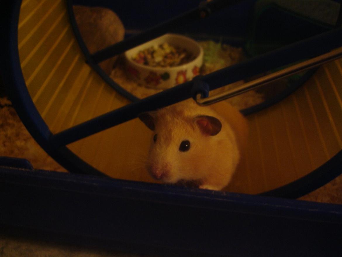 Hamster Olivia (Guldhamster) billede 2