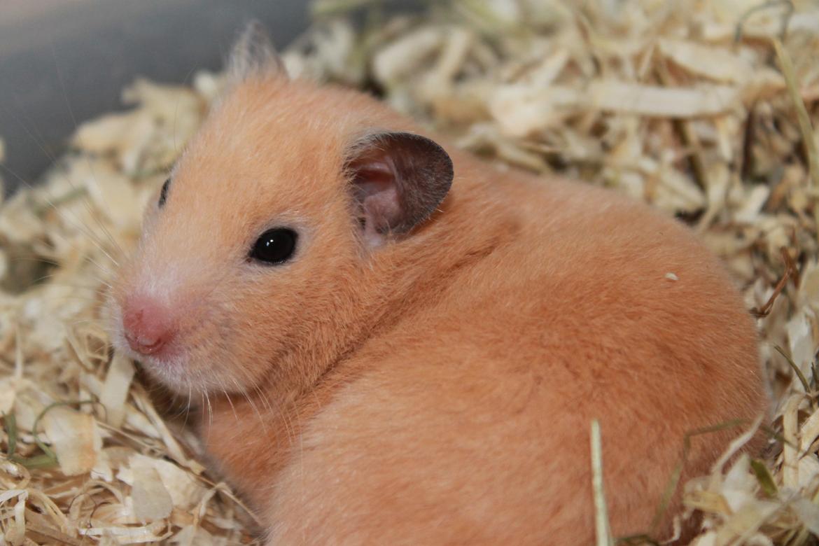 Hamster Olivia (Guldhamster) billede 3