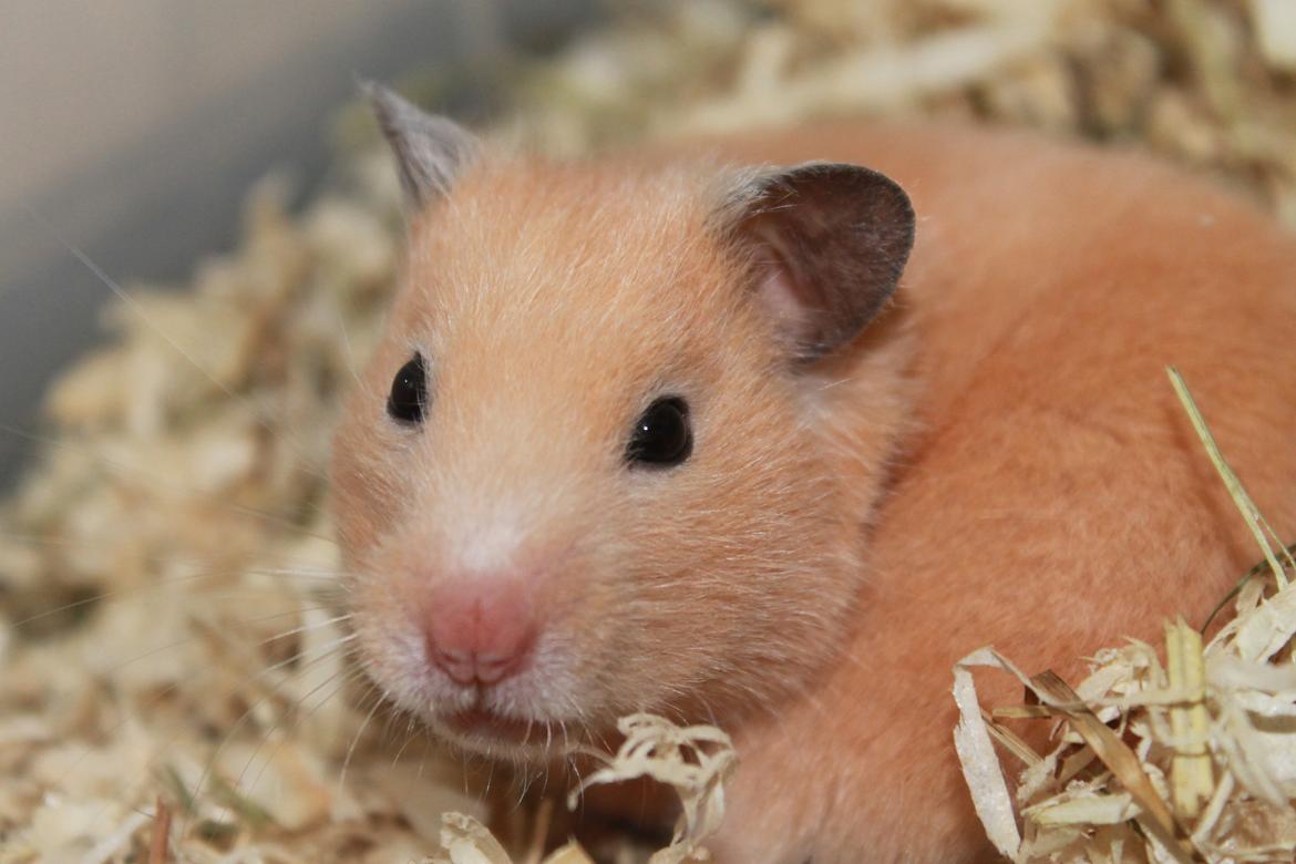 Hamster Olivia (Guldhamster) billede 4