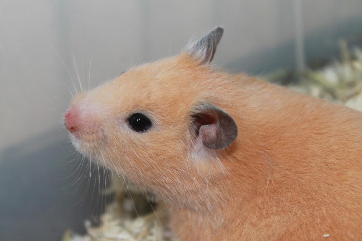Hamster Olivia (Guldhamster) - Velkommen til Olivia's galleri :) billede 1