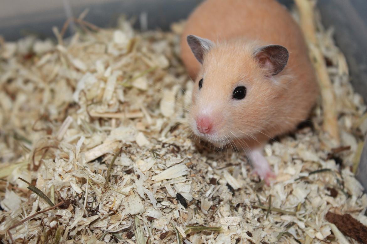 Hamster Olivia (Guldhamster) billede 6