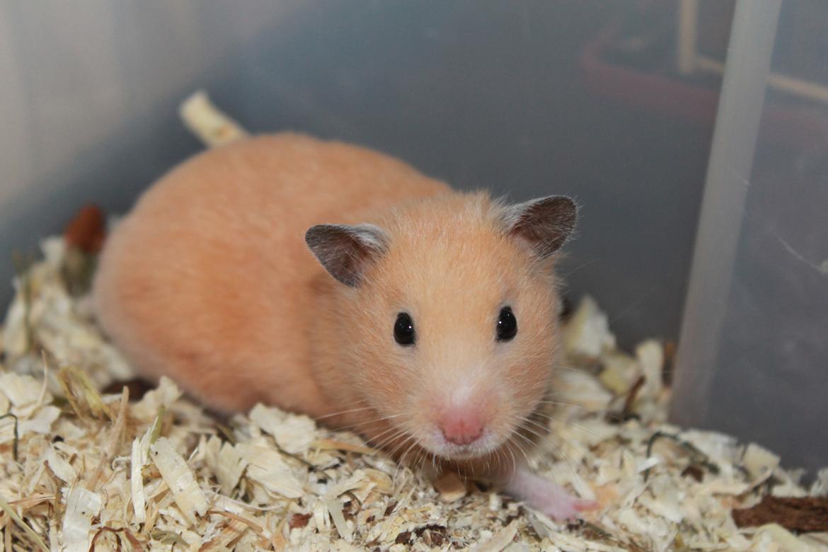 Hamster Olivia (Guldhamster) billede 7