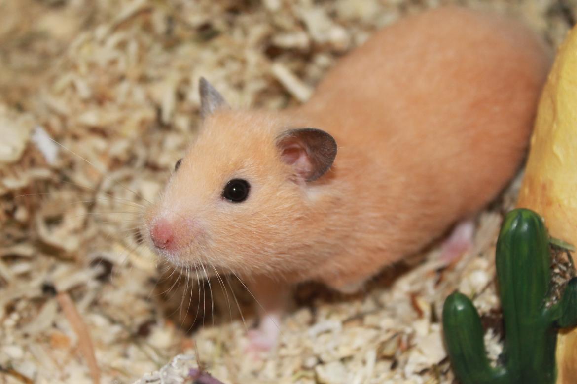 Hamster Olivia (Guldhamster) billede 8