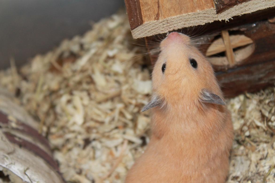 Hamster Olivia (Guldhamster) billede 9