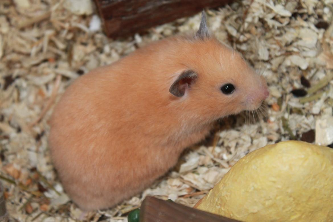 Hamster Olivia (Guldhamster) billede 11