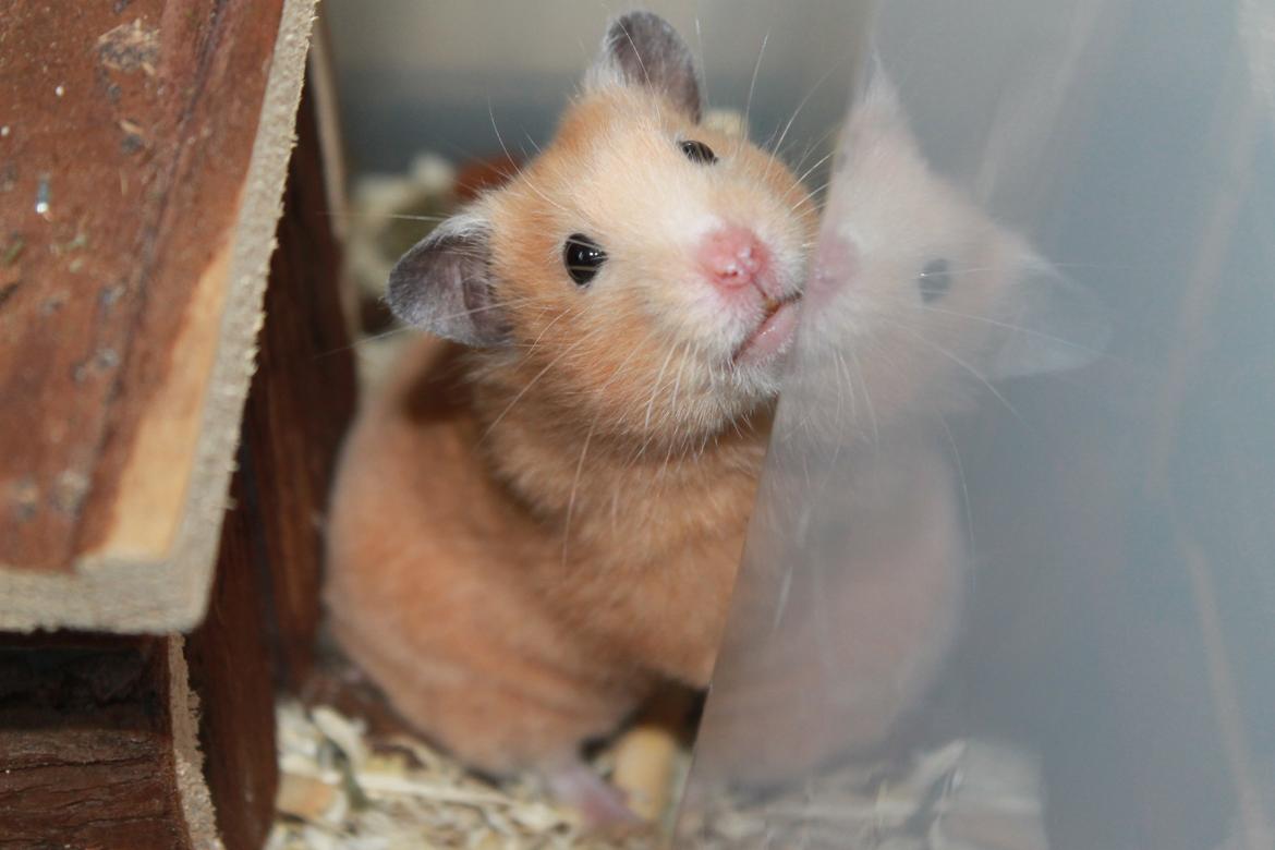 Hamster Olivia (Guldhamster) billede 12