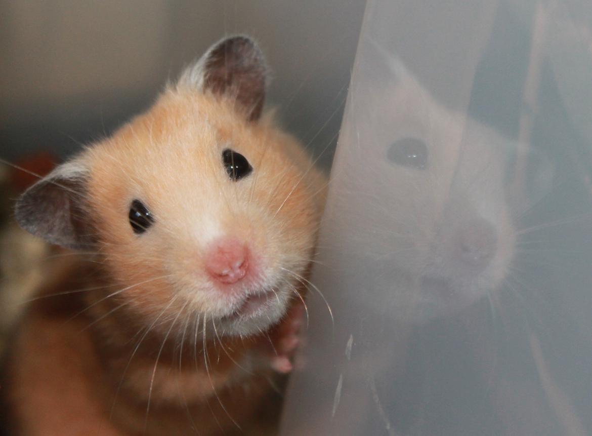 Hamster Olivia (Guldhamster) billede 13