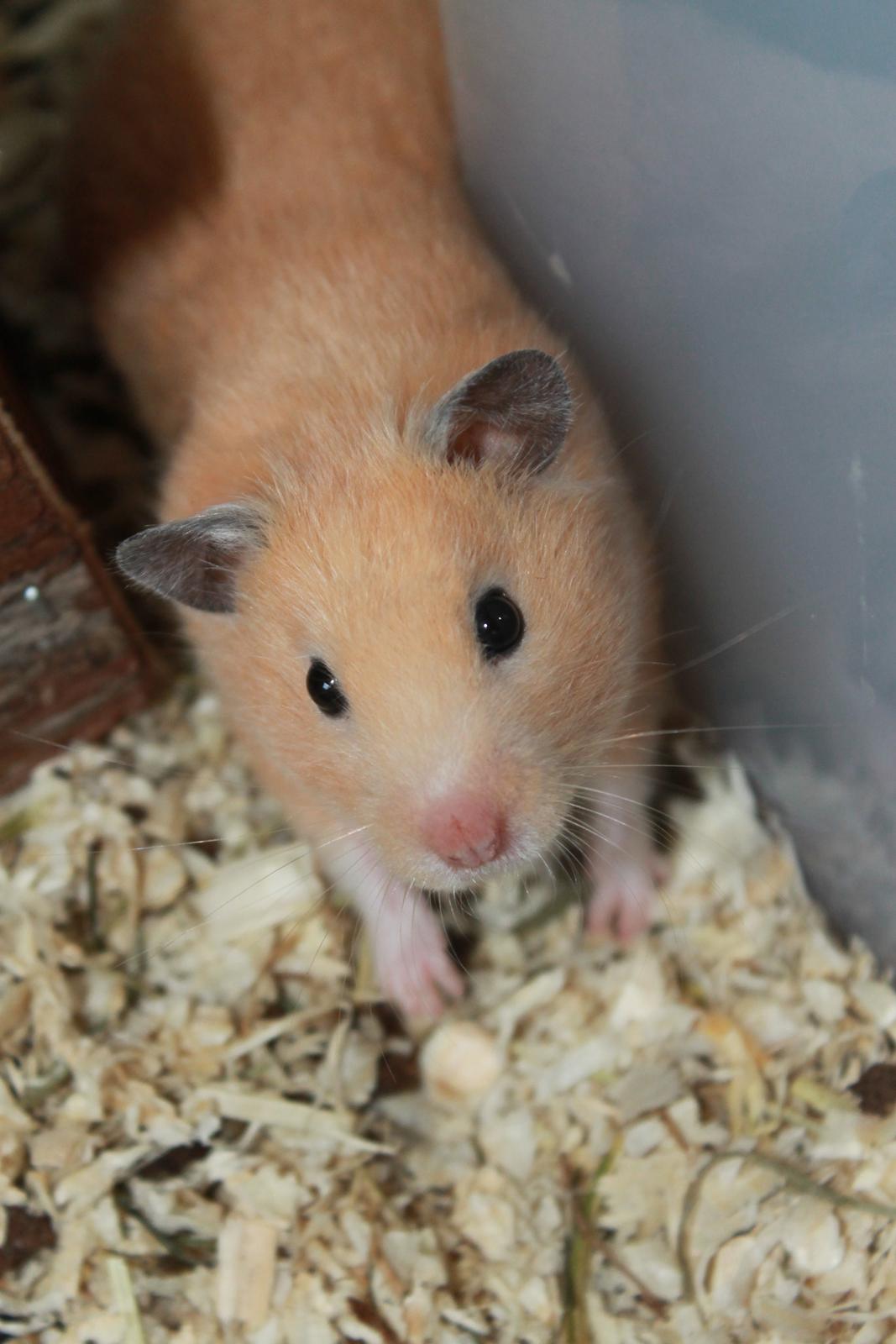 Hamster Olivia (Guldhamster) billede 5