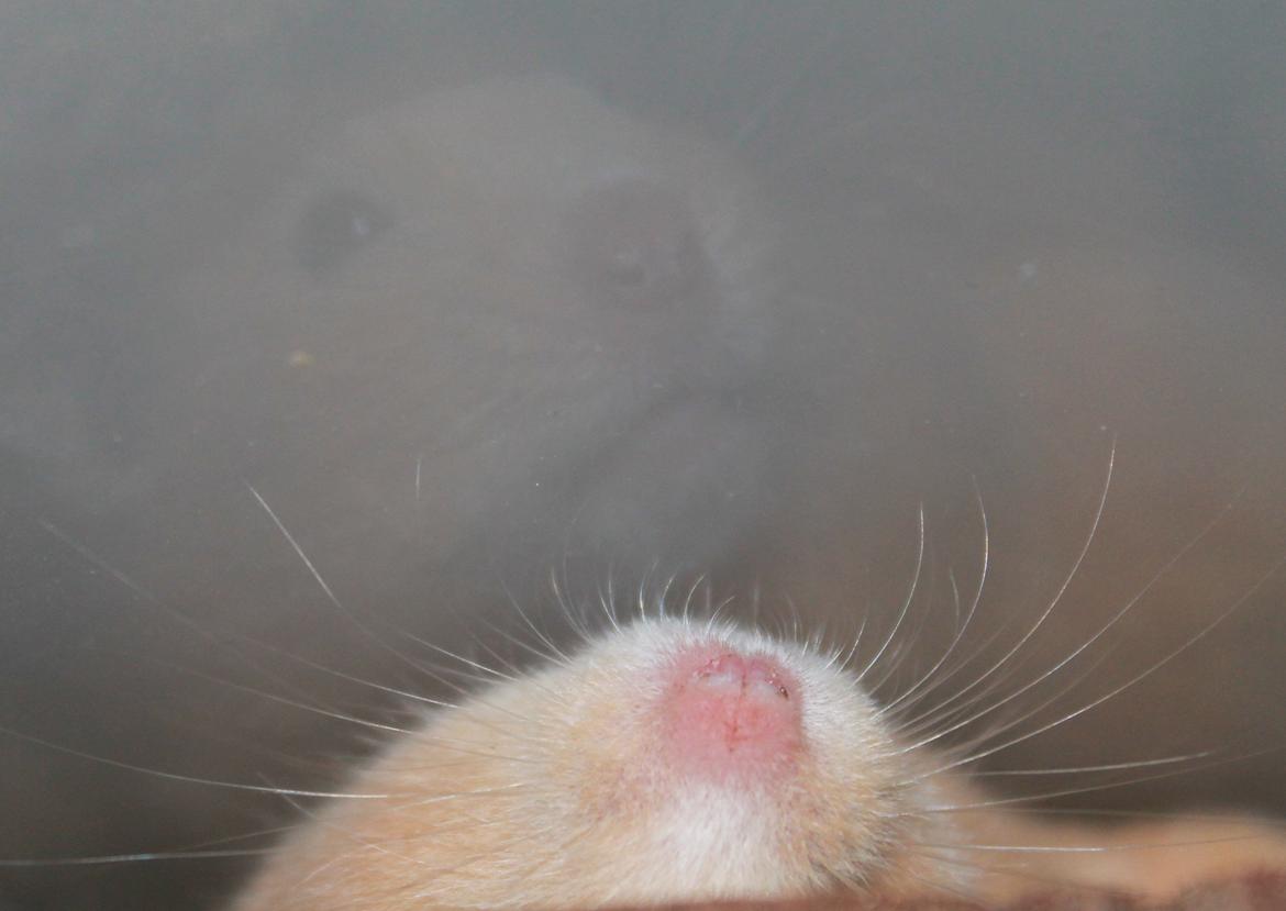 Hamster Olivia (Guldhamster) billede 10