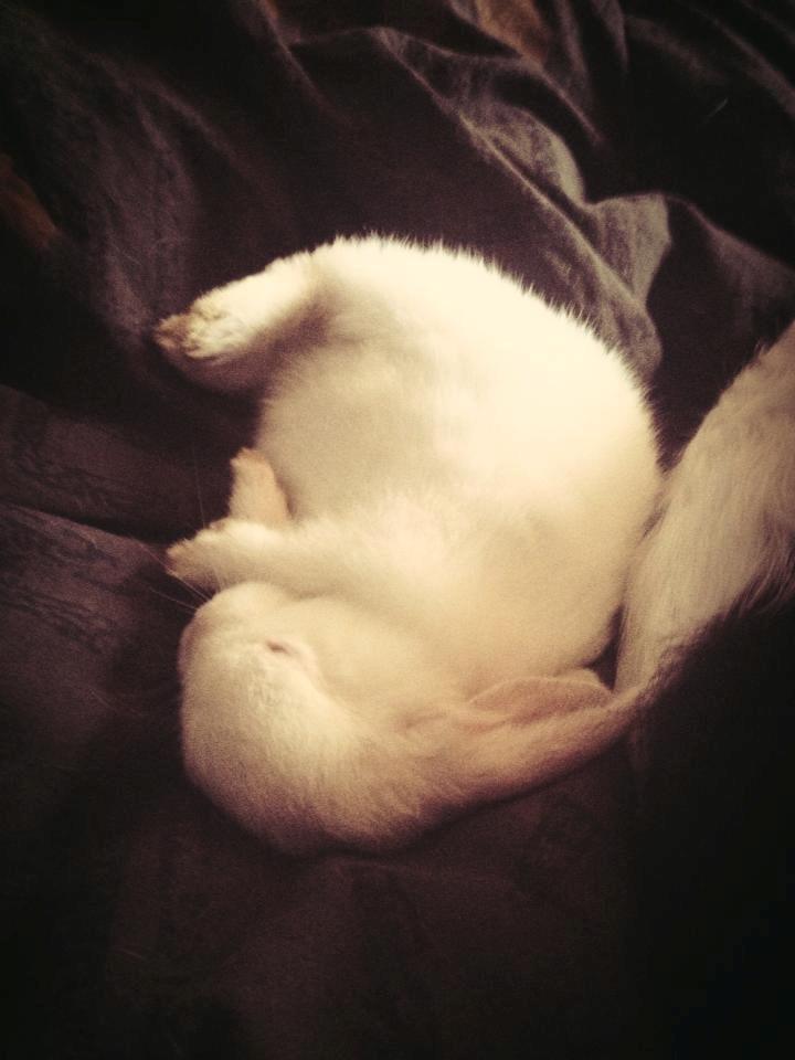 Kanin Olli - Fra den første tid hos min veninde cecilie.  billede 7